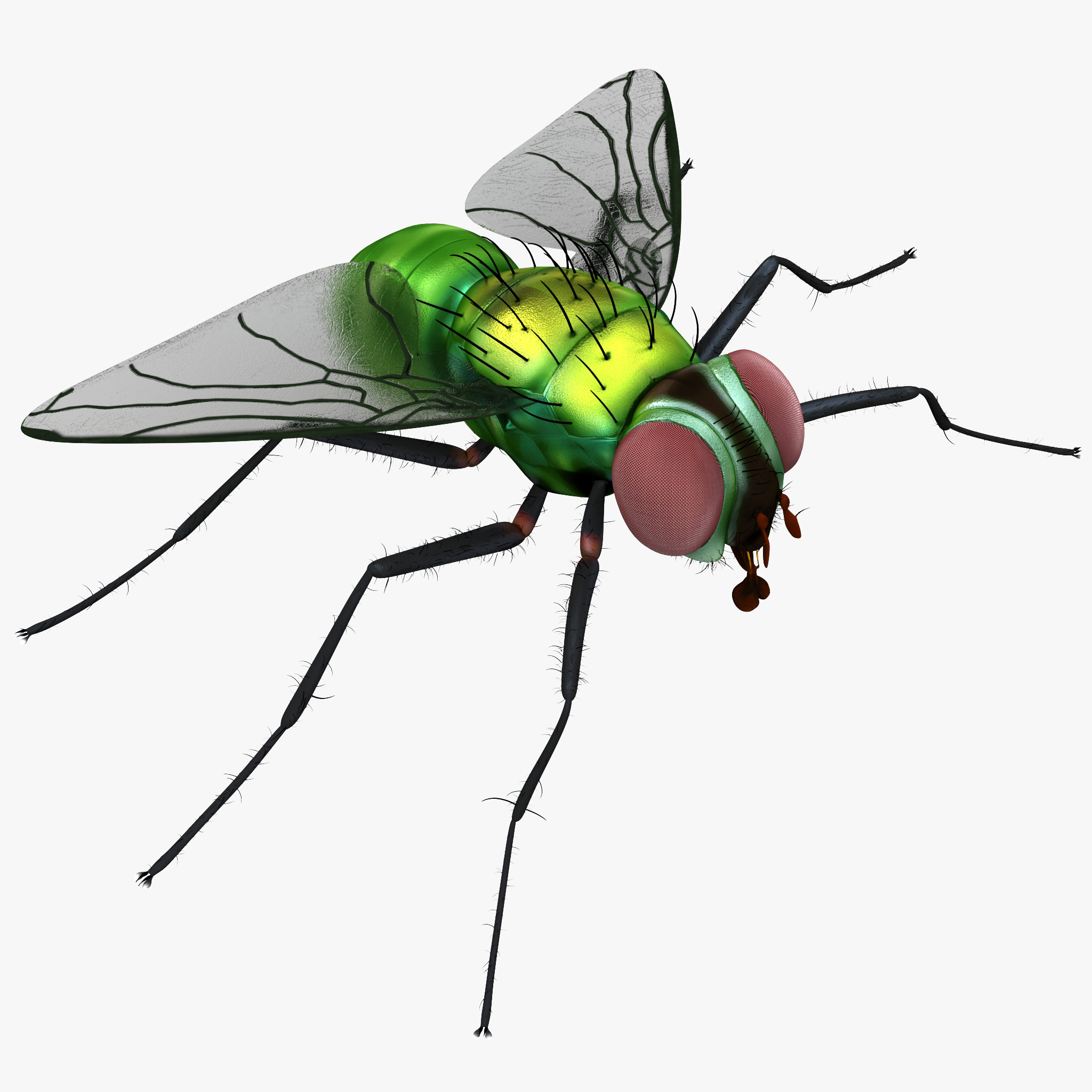 insects House Fly 3d model by 3d_molier vray