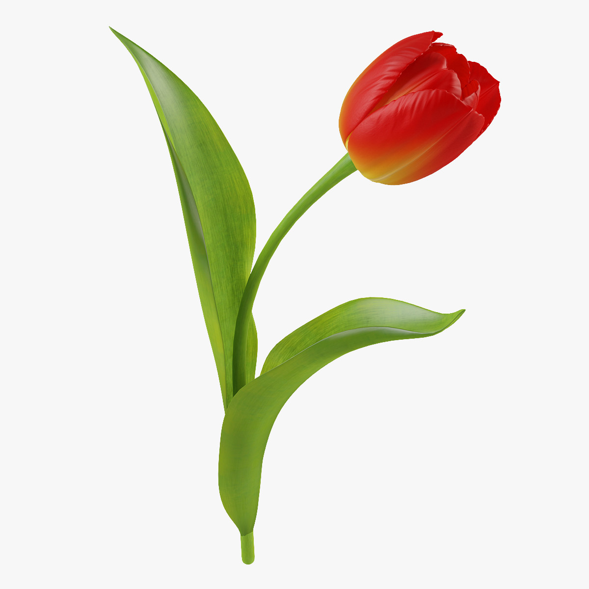 tulip flower obj