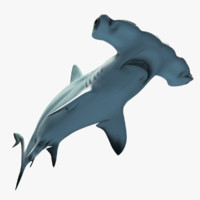 shark 3d models