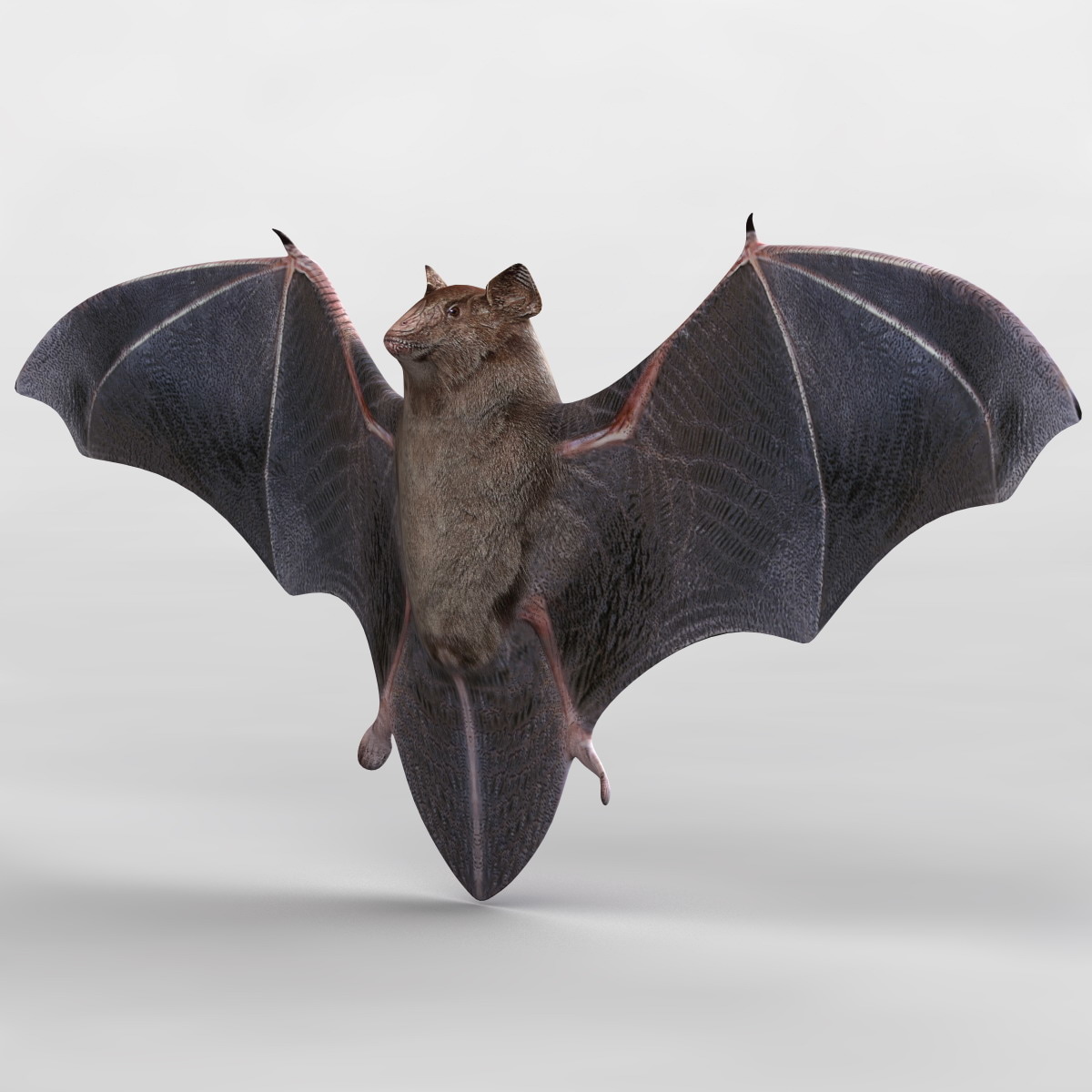 3d bat animal modelled model