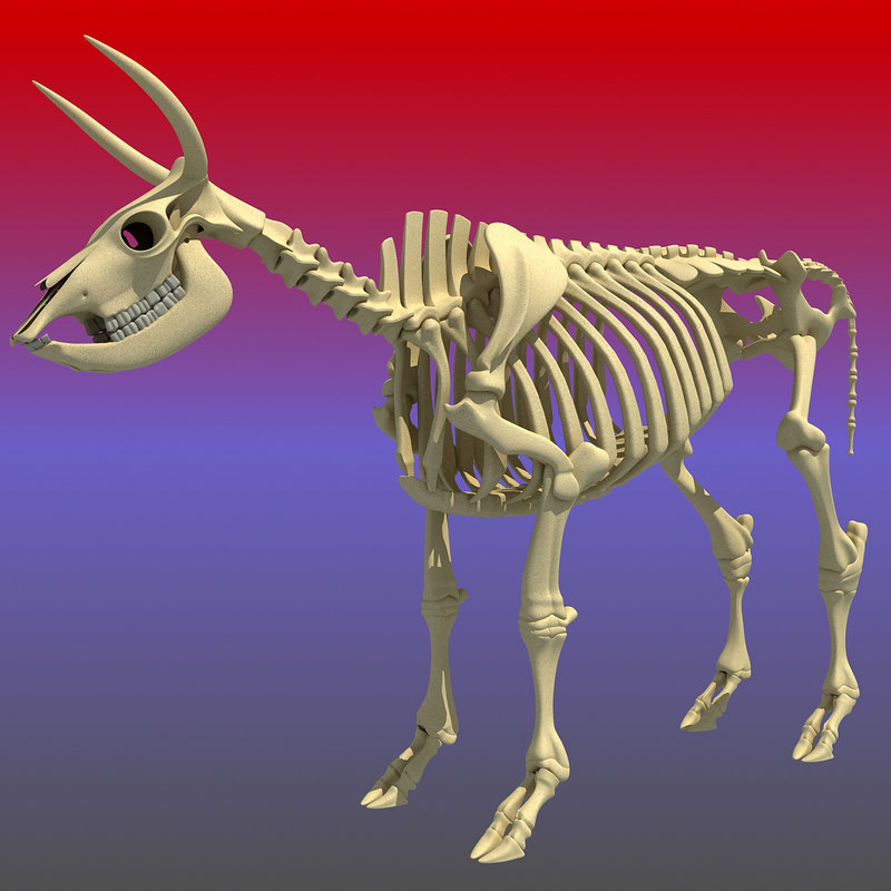 cow skeleton 3d max