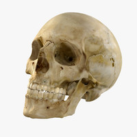 skull 3d models