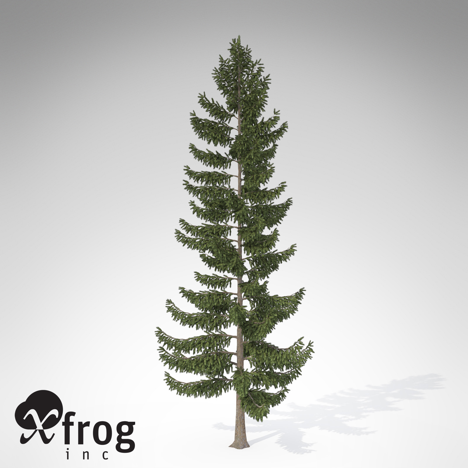 xfrogplants engelmann spruce tree 3ds