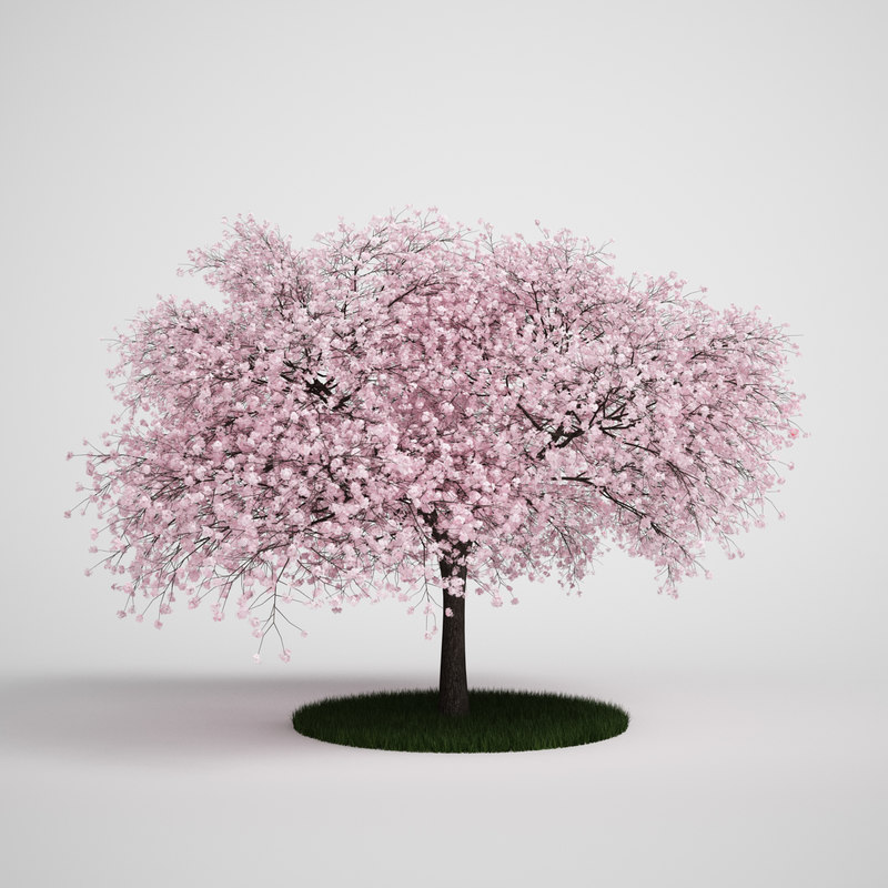 cherry tree 3ds max sour cherry prunus 3d model cherry tree 3ds max sour cherry prunus 3d model