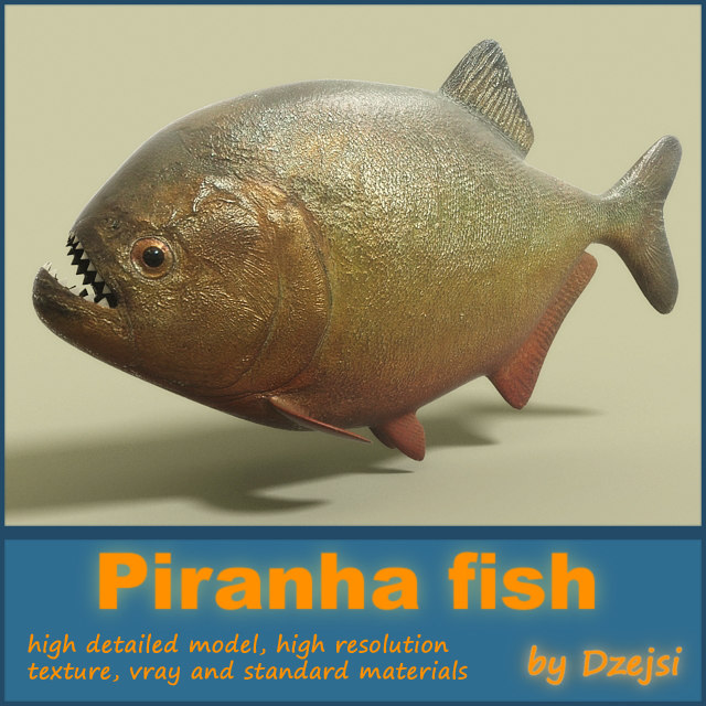 a report on the piranha the notorious killer in the amazon See photos of the black piranha and red-bellied piranha from river monsters, as well as the payara, cuiu-cuiu and amazon river dolphin. a report on the piranha the notorious killer in the amazon See photos of the black piranha and red-bellied piranha from river monsters, as well as the payara, cuiu-cuiu and amazon river dolphin.