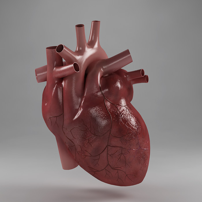 3d model heart organ