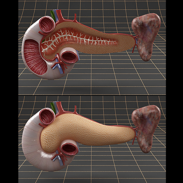 Resultado de imagen de pancreas 3d