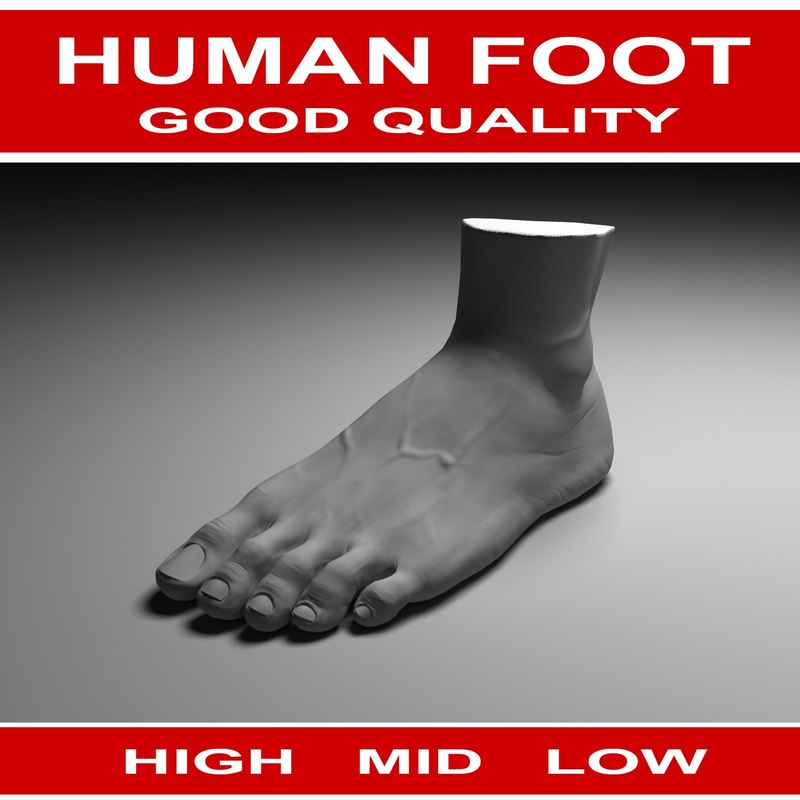 STL Finder 3D models for human foot