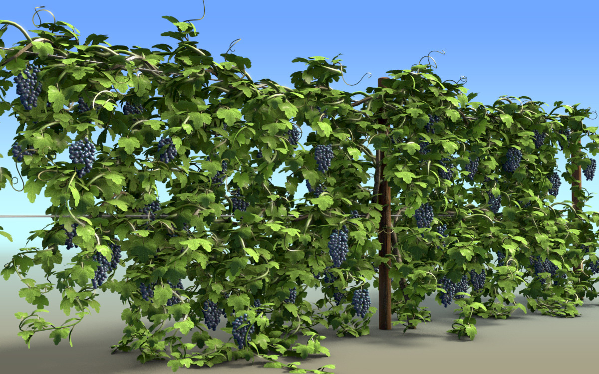 vineyard 3d c4d