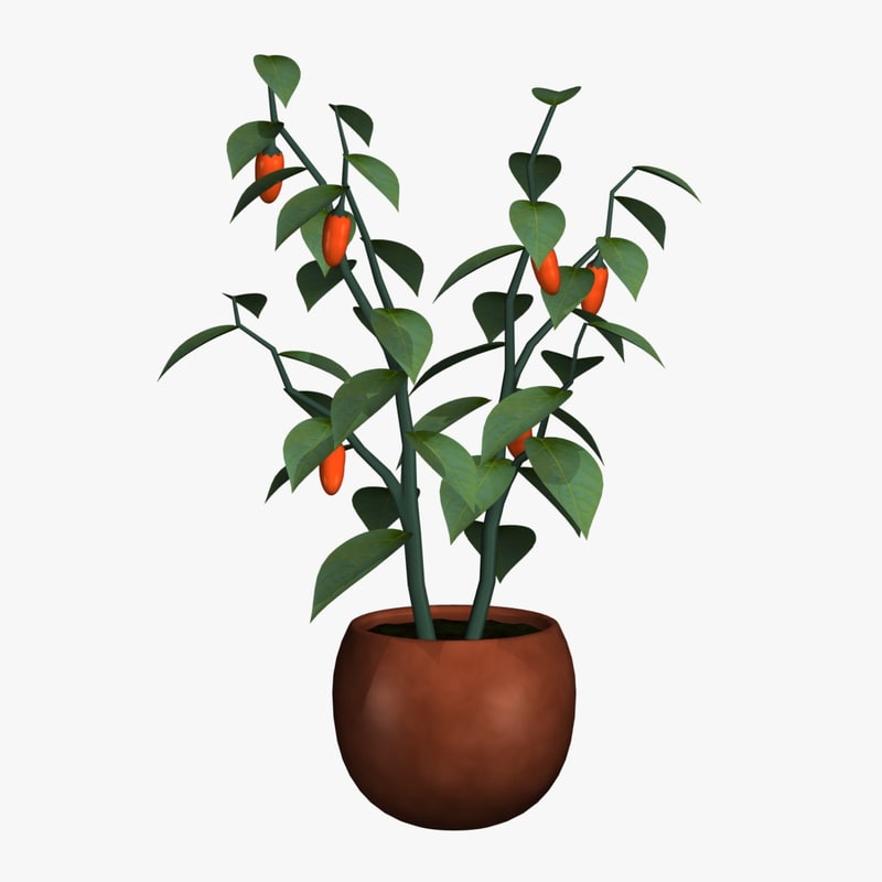 decorative pepper plants 3ds max decorative pepper plant decorative pepper plants 3ds max decorative pepper plant