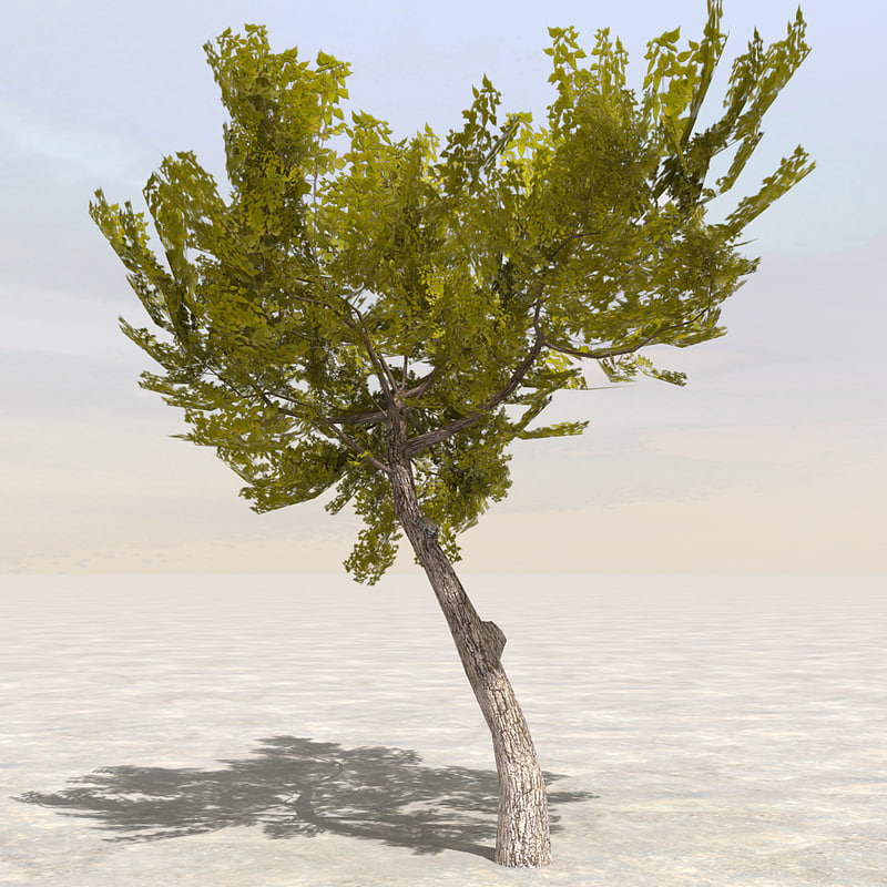 tree afghanistan 06 3d obj