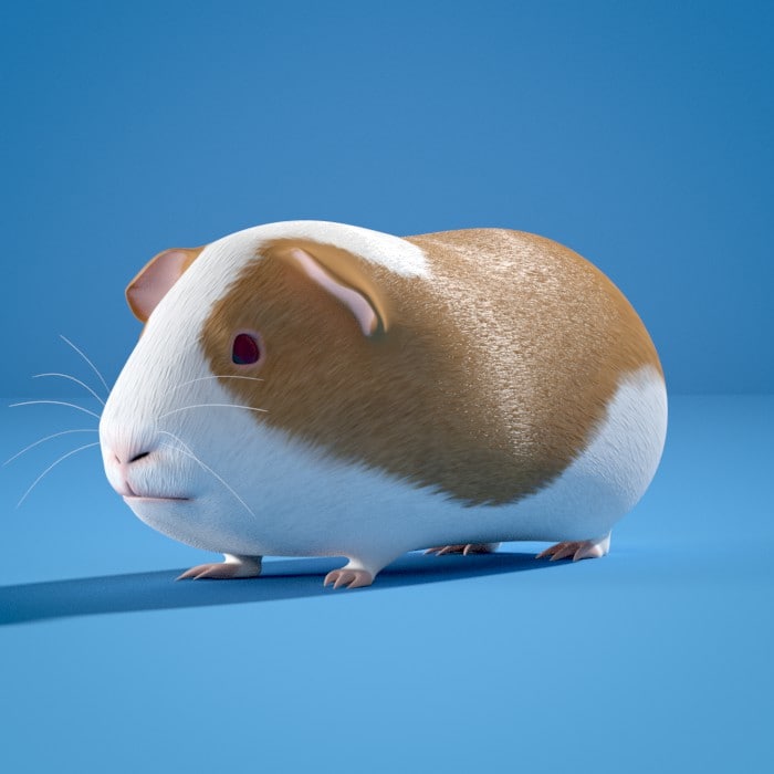 STL Finder | Searching 3D models for guinea pig