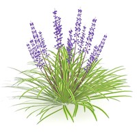 flowering plants 3D Models | TurboSquid.com