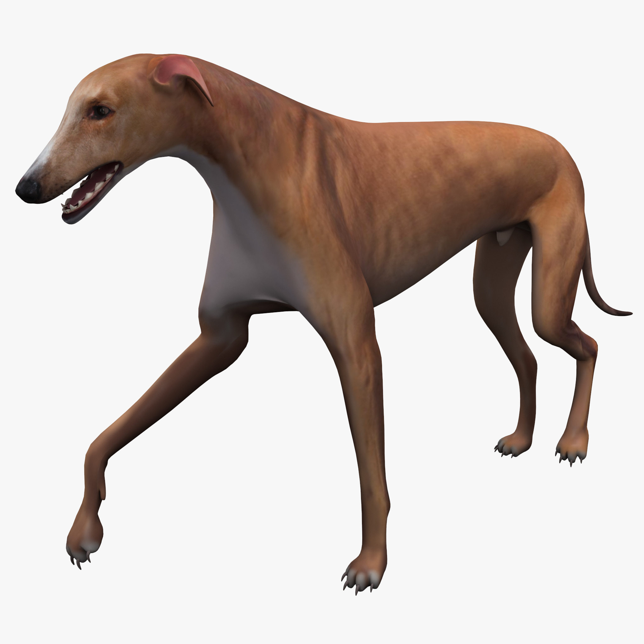 Australischer Windhund Australischer Windhund