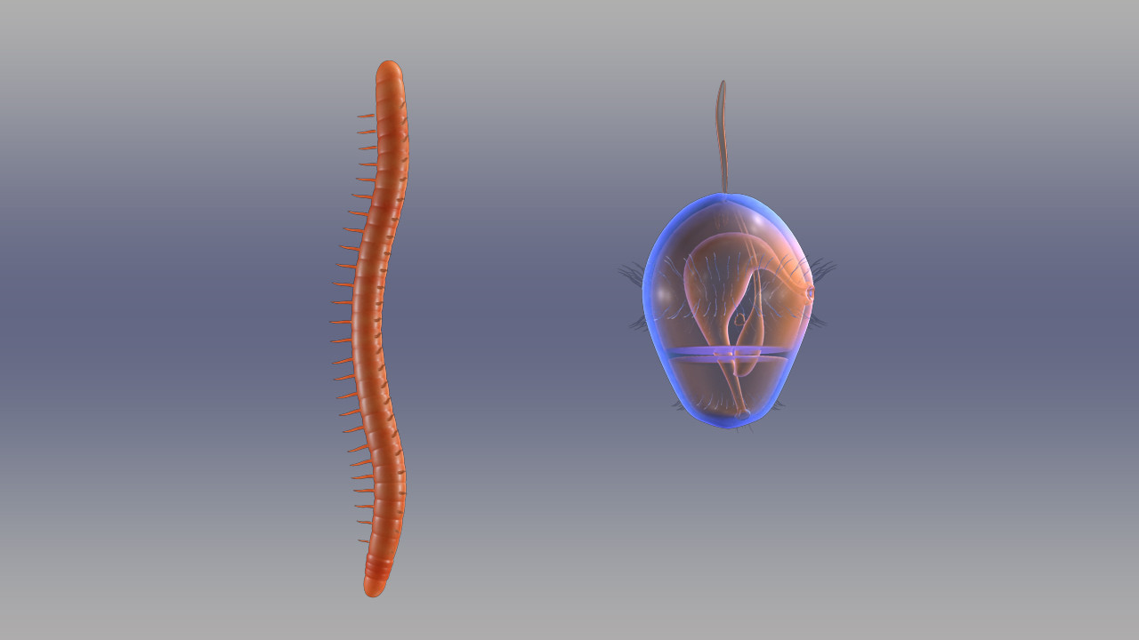 obj trochophore larva