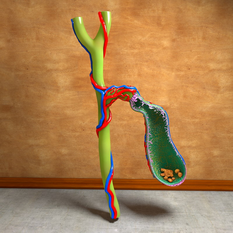3d human gall bladder