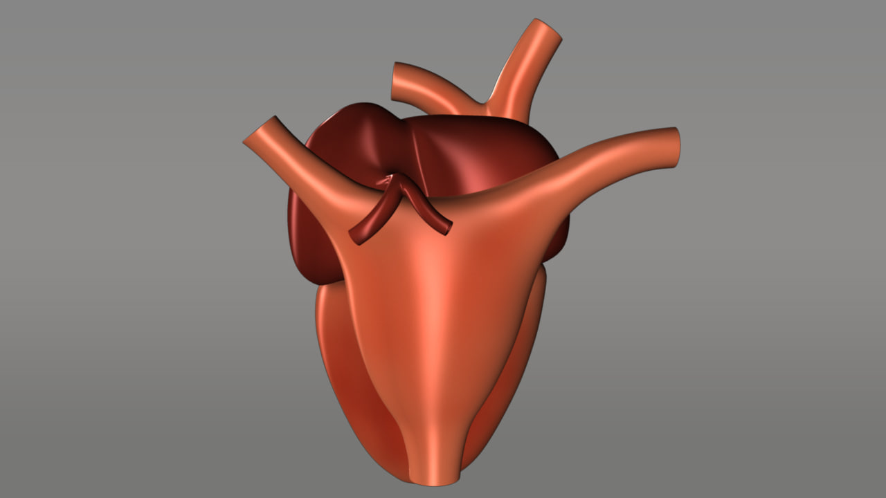 3d model frogs amphibians tropics