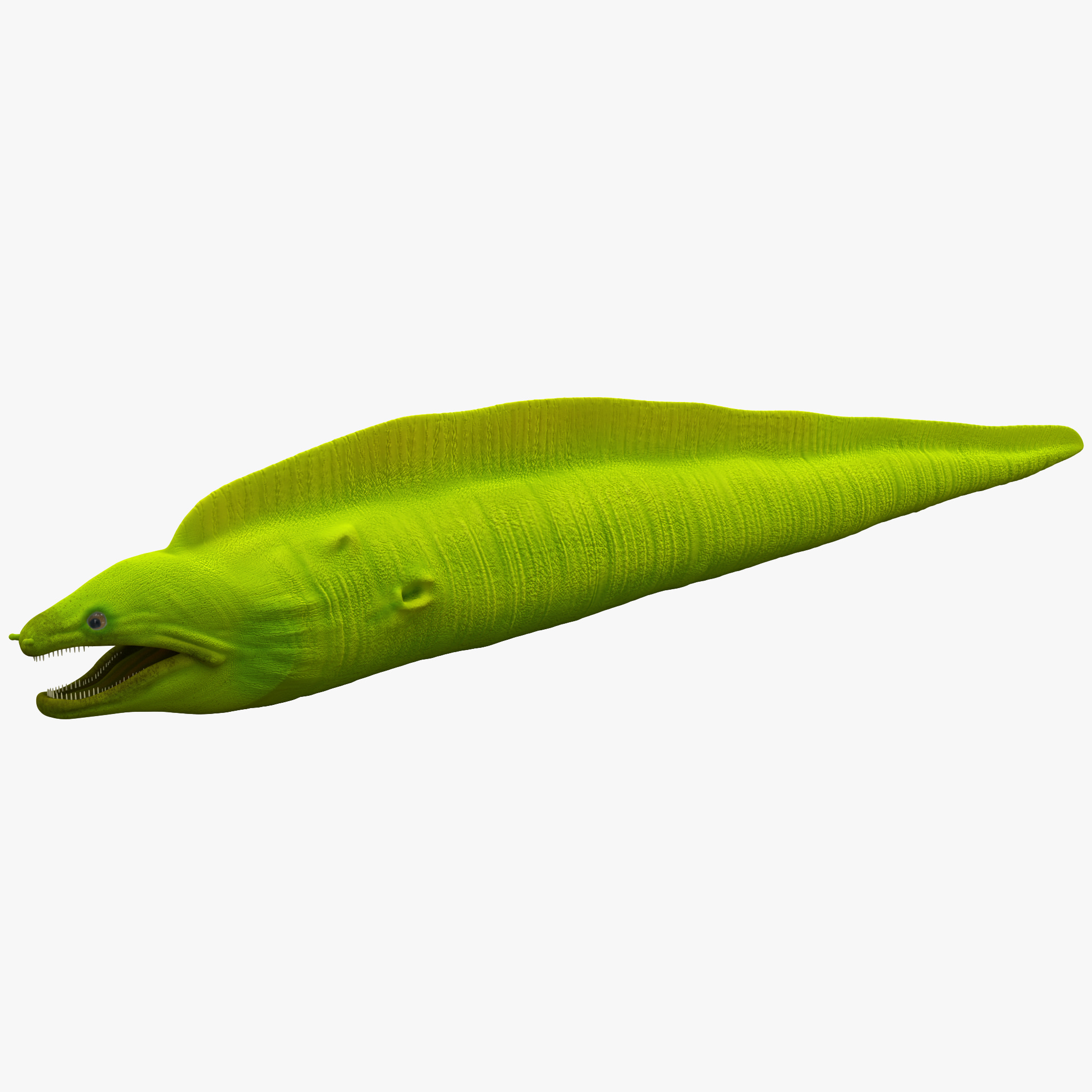 3d model moray eel