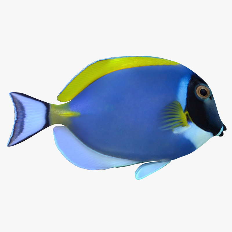 ma powder blue tang