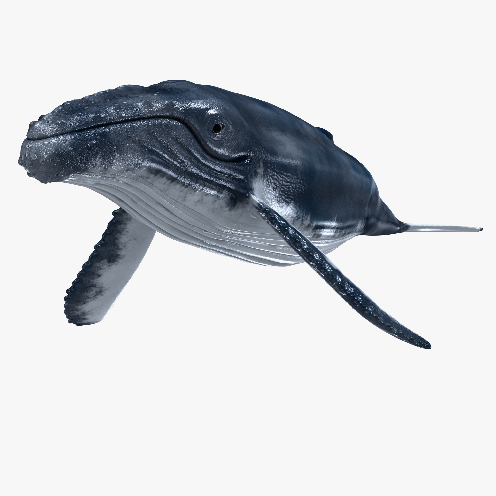 3ds max humpback whale 3ds max humpback whale