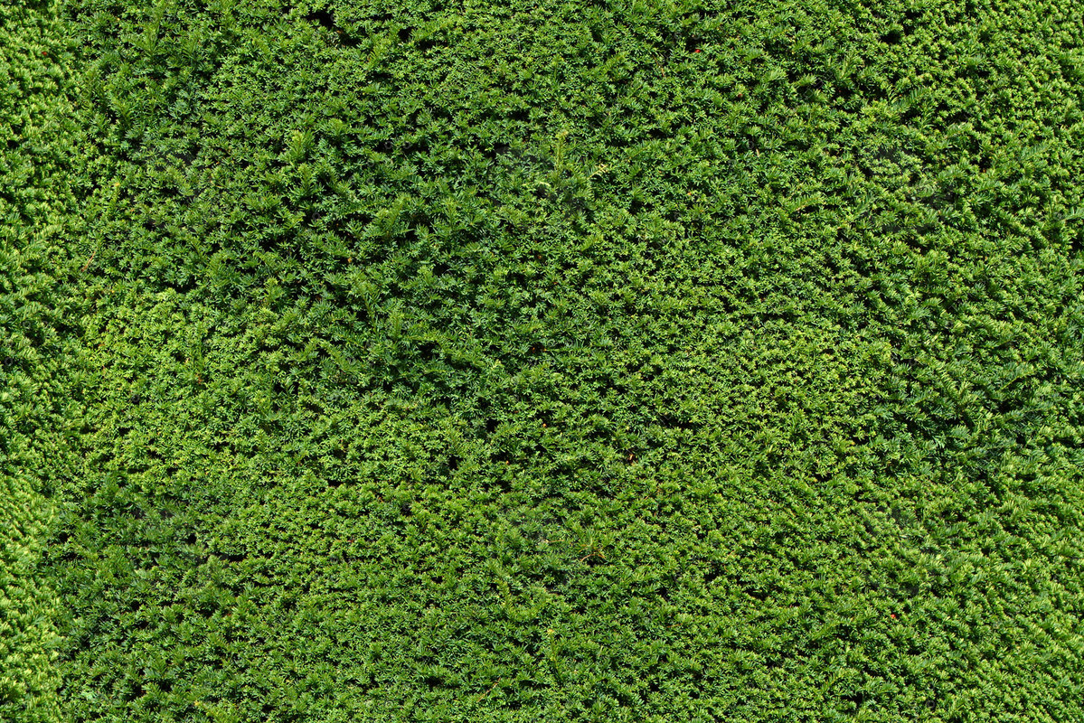 texture jpg garden hedge green texture jpg garden hedge green