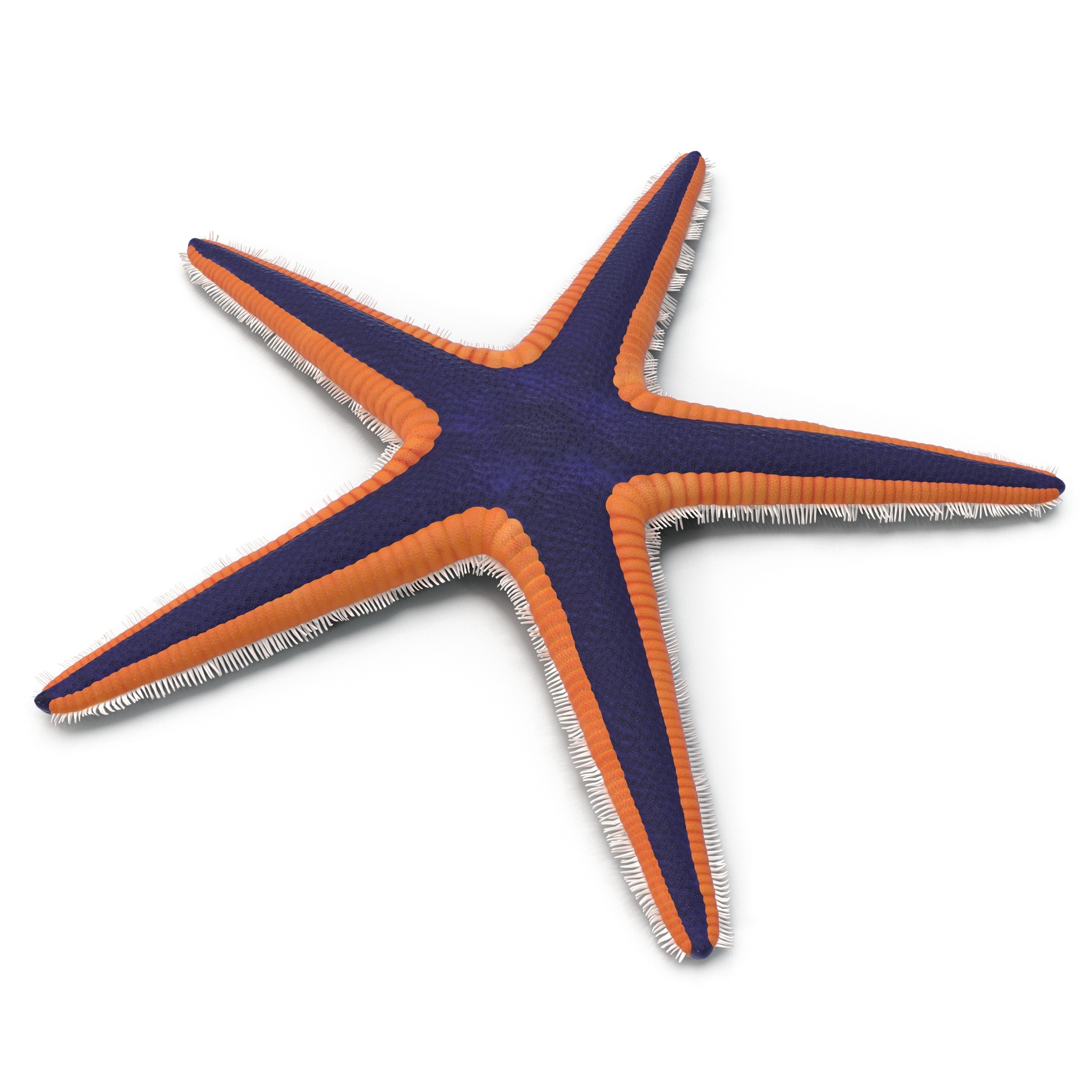 3dsmax Royal Starfish Astropecten Articulatus 3dsmax-royal-starfish-astropecten-articulatus