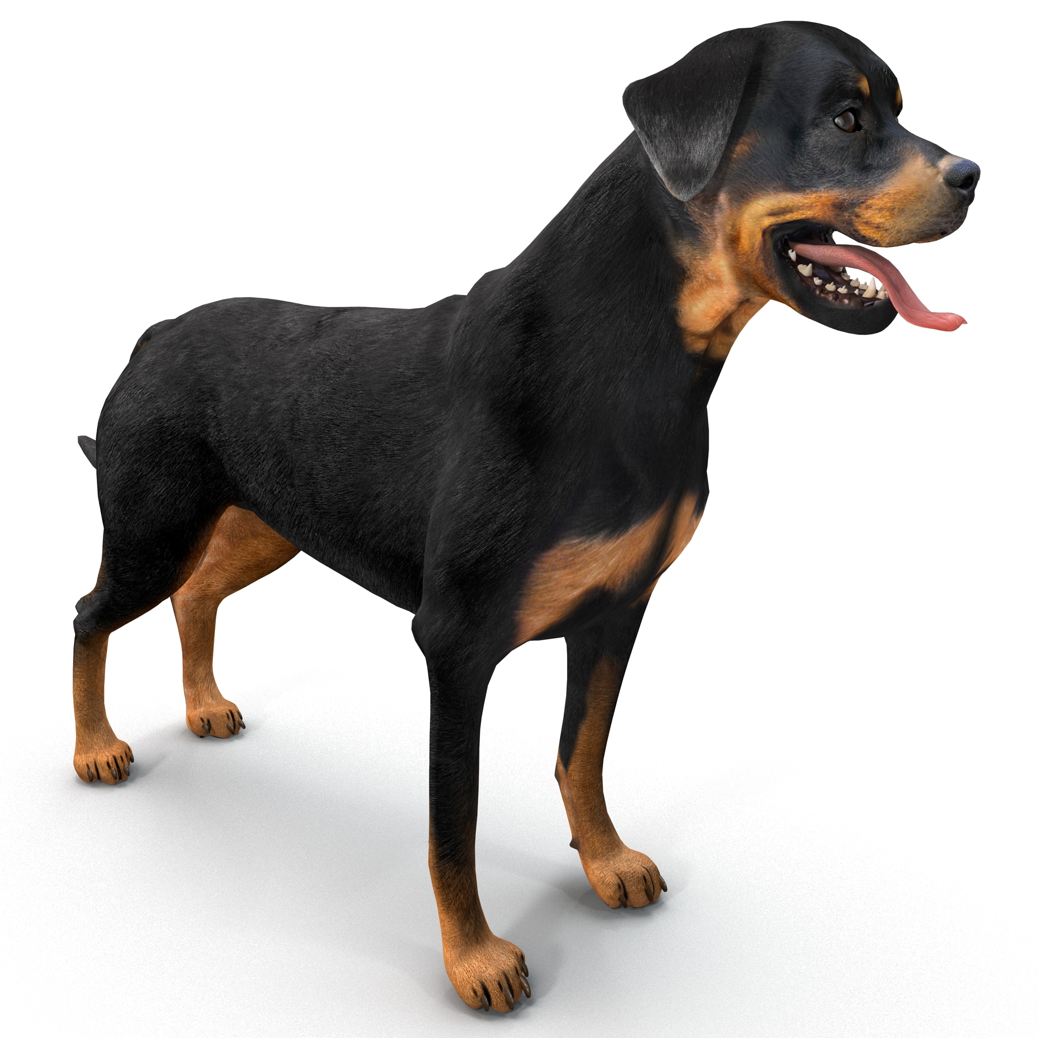 real rottweiler rottweiler 3d obj real rottweiler rottweiler 3d obj