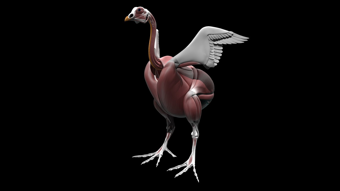 3d study anatomy chicken bird