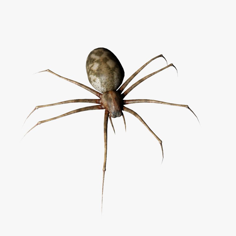 3d realistic spider model