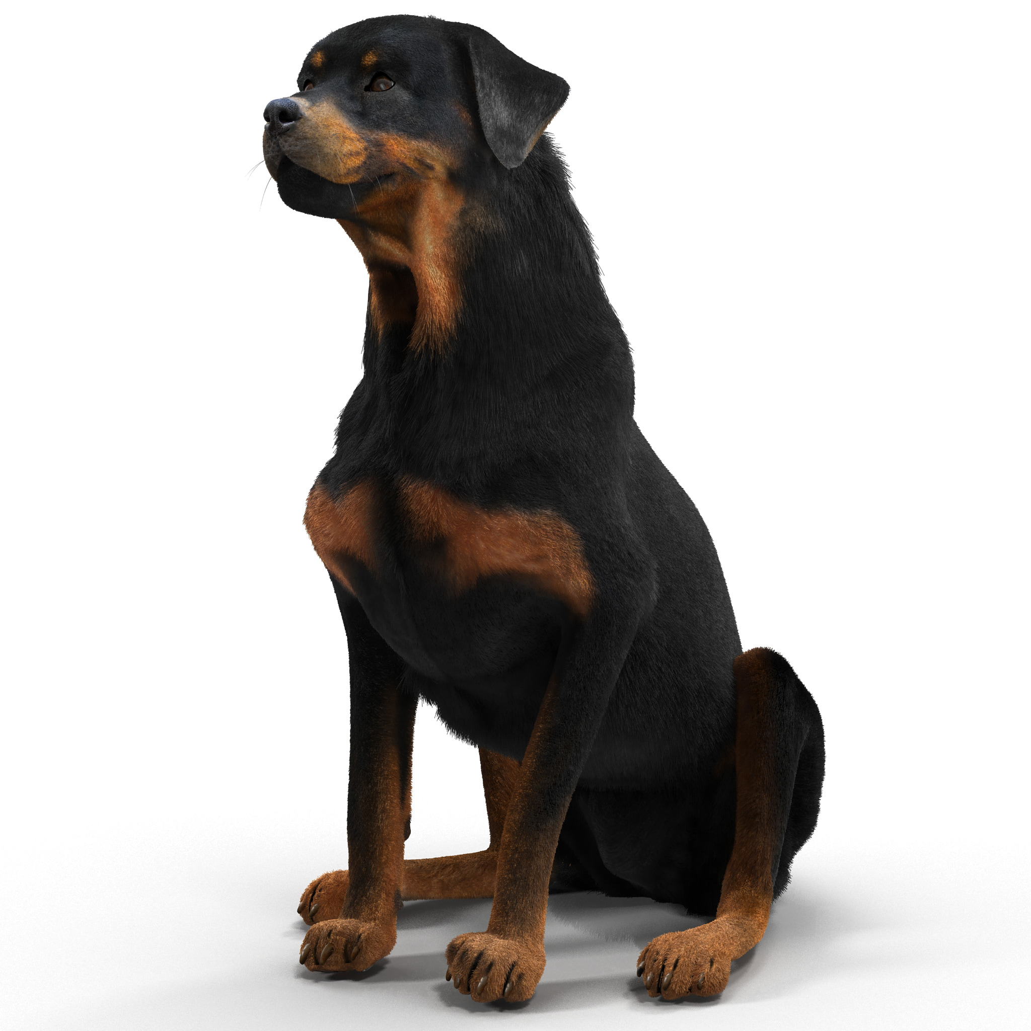 rottweiler specs rottweiler pose 4 fur 3d model rottweiler specs rottweiler pose 4 fur 3d model
