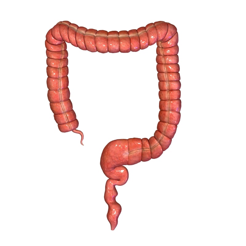 large intestine Key takeaways key points the large intestine starts in the right iliac region of the pelvis, just at or below the right waist, where it is joined to the bottom end. large intestine Key takeaways key points the large intestine starts in the right iliac region of the pelvis, just at or below the right waist, where it is joined to the bottom end.