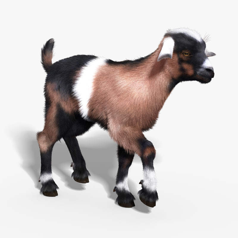 max baby goat fur rigged