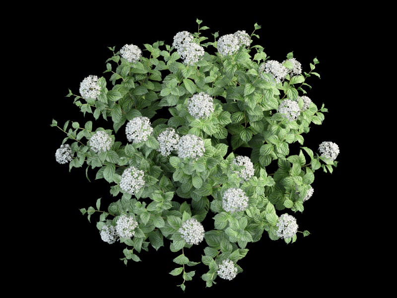 3ds max bush hortensia flowering 70