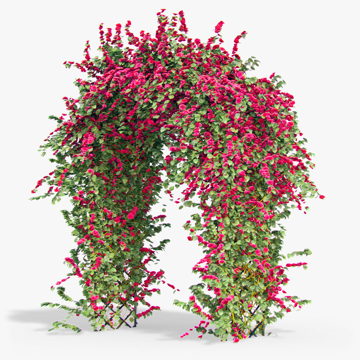 pergola flowers ivy arch max