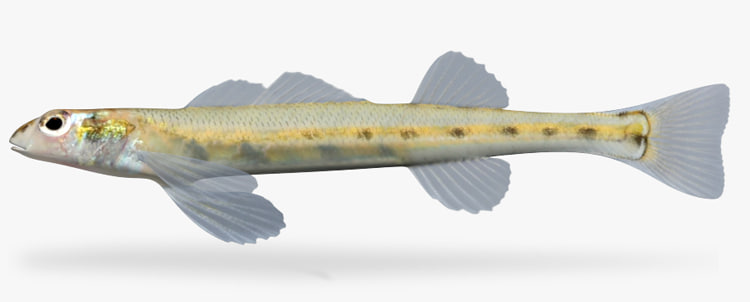 maya ammocrypta pellucida eastern sand