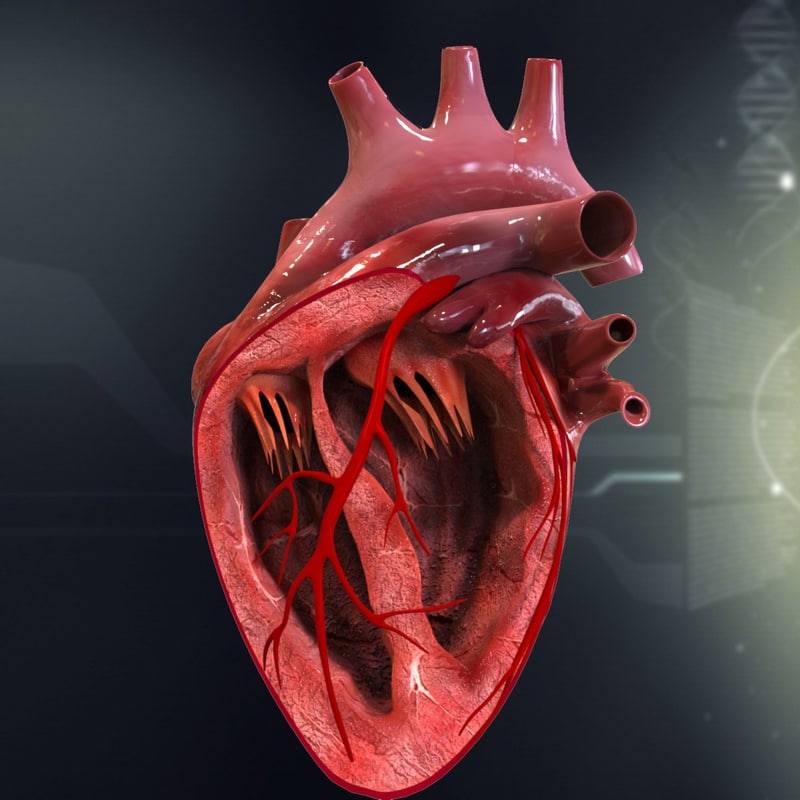 human heart anatomy 3d model