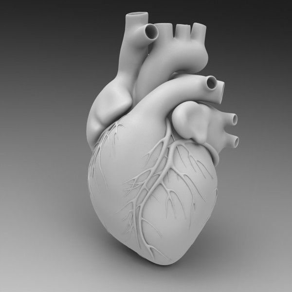 3D Модели Сердце - brakhman