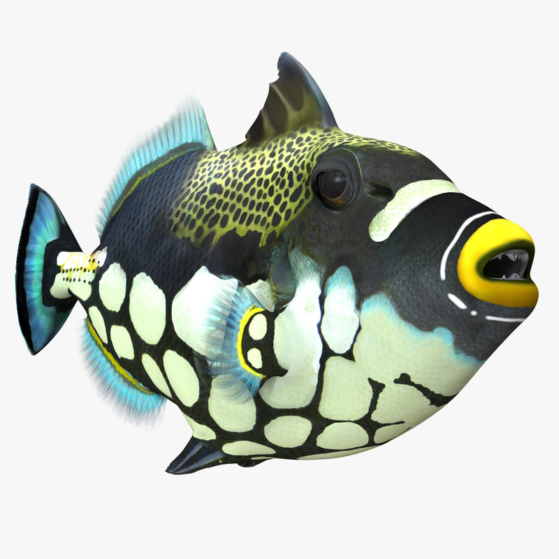 3d model of Clown Trigger Fish by 3d_molier International
