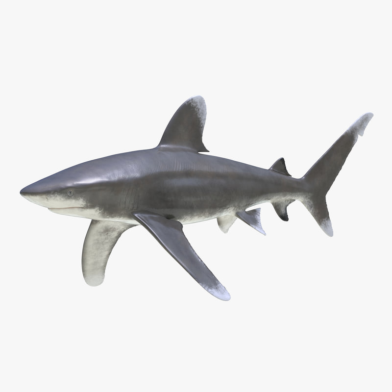 3d model of Oceanic Whitetip Shark by 3d_molier International