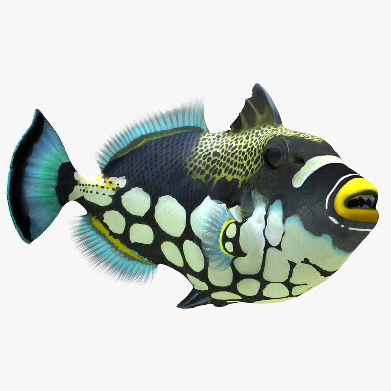 3d model of Clown Trigger Fish Rigged by 3d_molier International