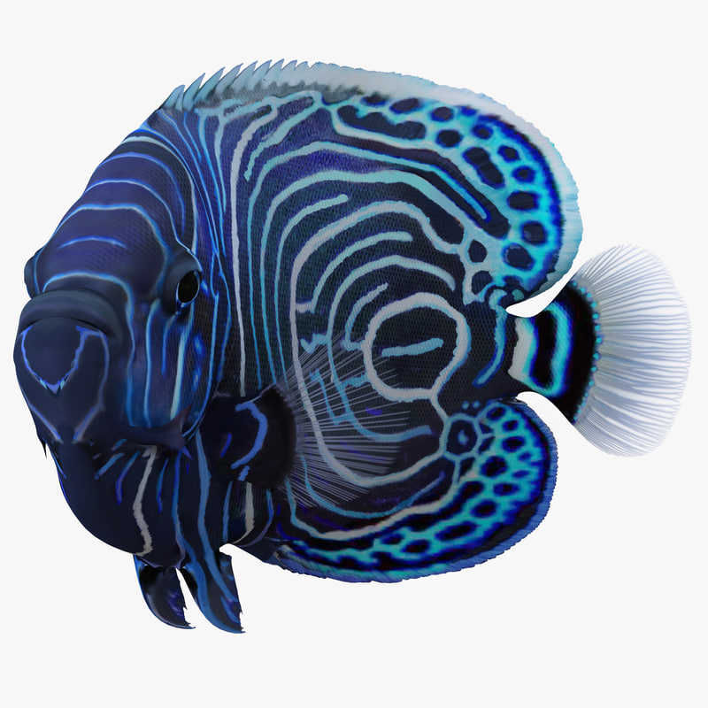 3d model of Juvenile Emperor Angelfish Pose 2 by 3d_molier International