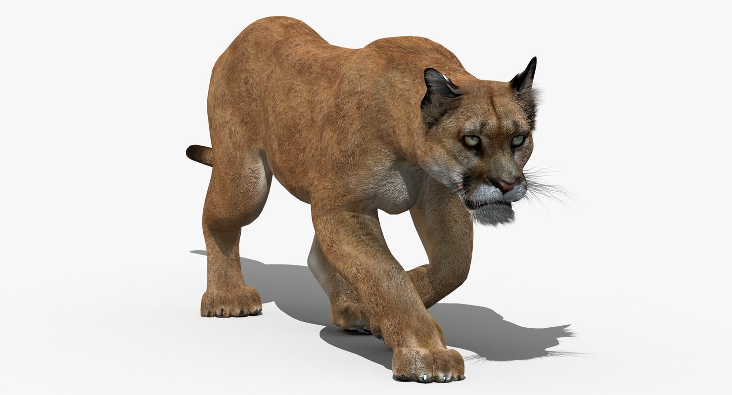 puma 3d idp