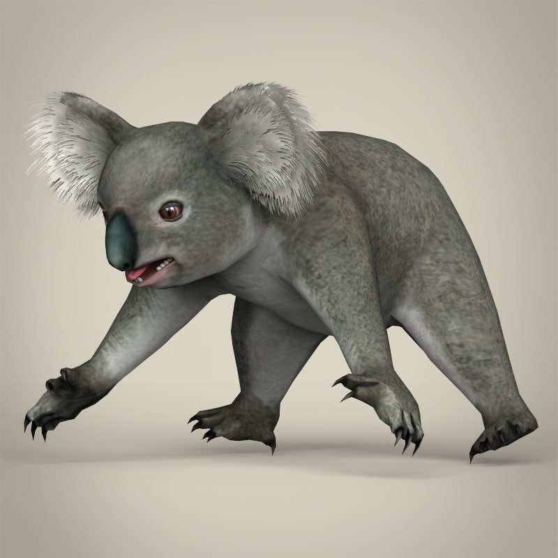realistic koala 3d model