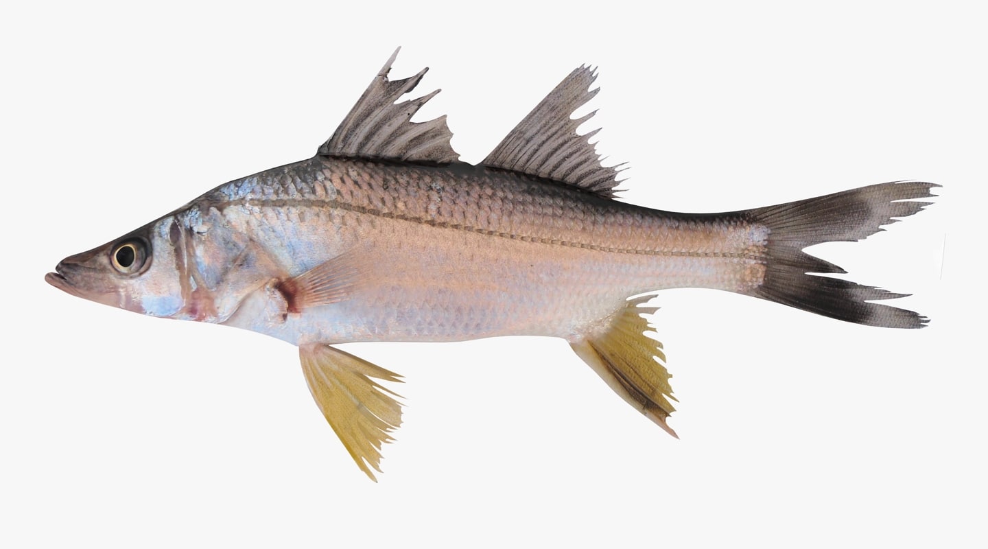 yellowfin snook 3d model
