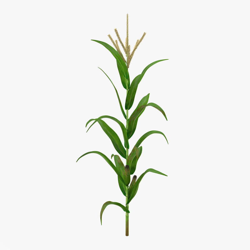 Corn Plant corn plant drawing - #pr-energy Corn Plant corn plant drawing - #pr-energy