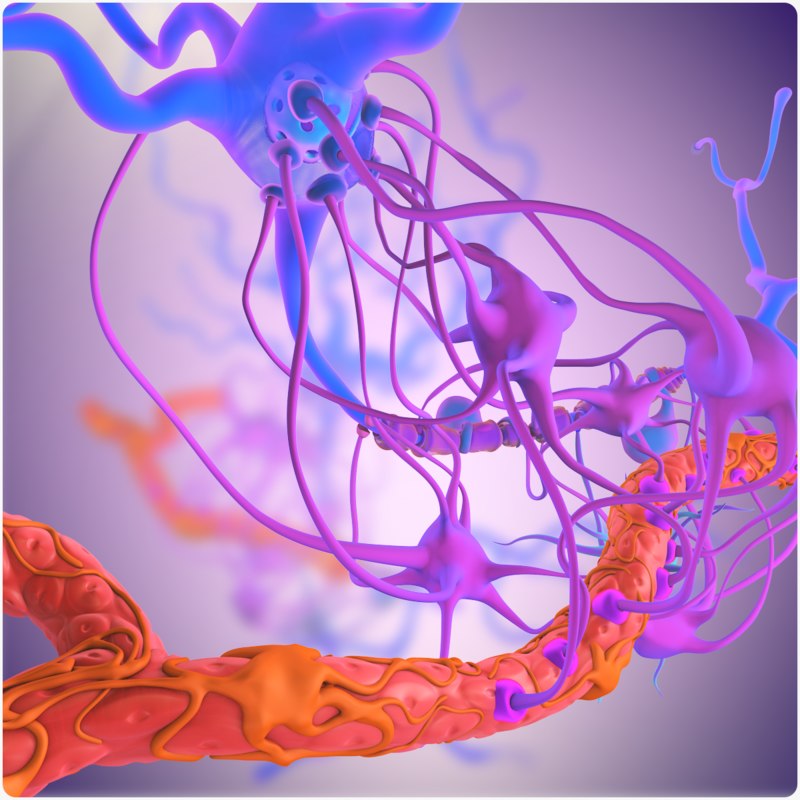 obj blood brain barrier blood vessel