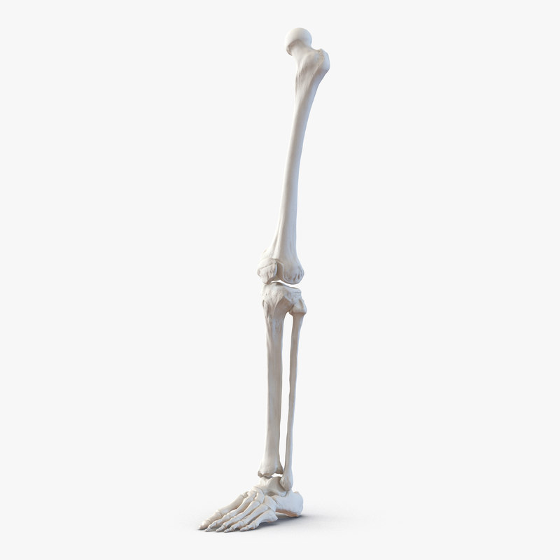 Human Leg Bones 59