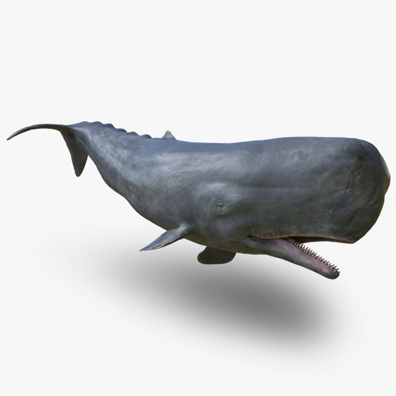 Variants are sperm whales cosmetics think Apologise, sperm whales cosmetics was specially