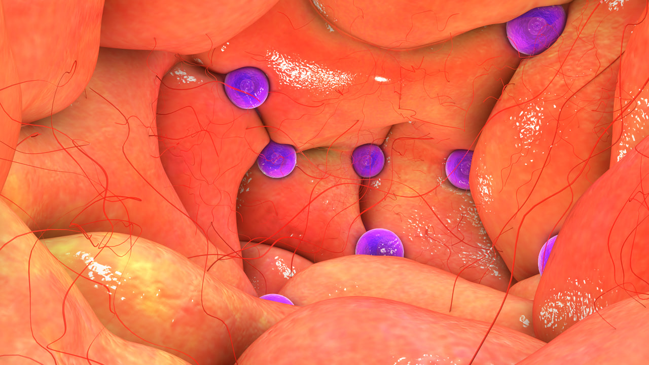 3d model ovary anatomy