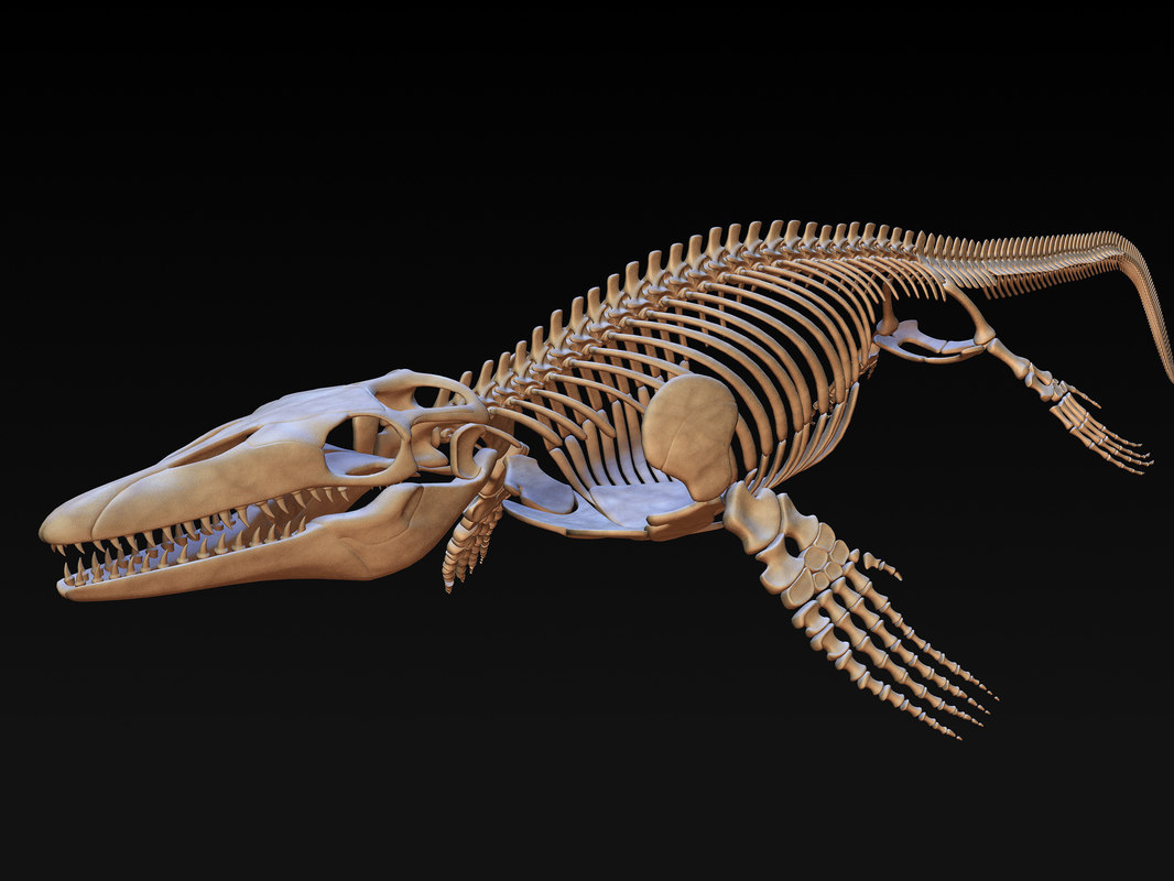 3d mosasaurus skeleton